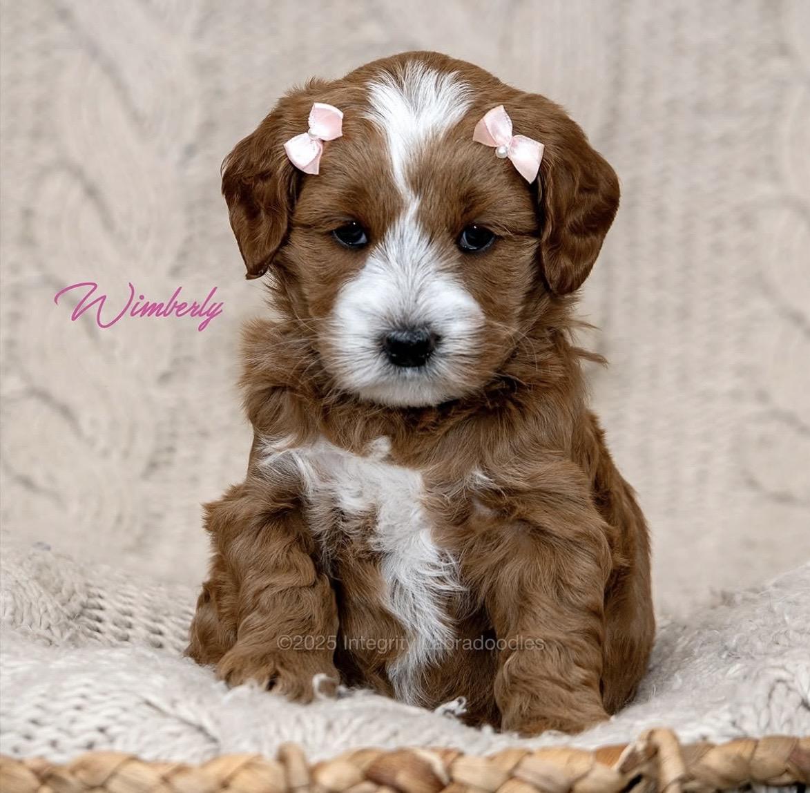 Integrity Labradoodles in Texas | Australian Labradoodle puppies