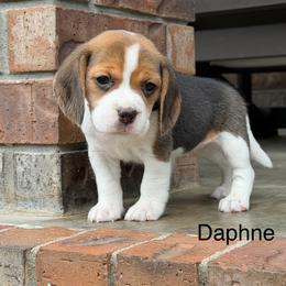 Daphne - Black tan and white female Beagle puppy in Mansfield, Missouri from Rippee Creek Kennel