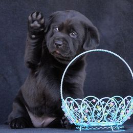Beagle and Labrador Retriever Puppies from Jackpot Farms