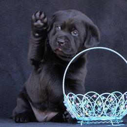 Beagle and Labrador Retriever Puppies from Jackpot Farms