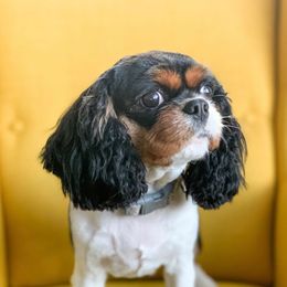 Opal - Cavalier King Charles Spaniel