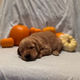 Sugar - Golden female Golden Retriever puppy in Escondido, California from Sandy Acres Golden Retrievers