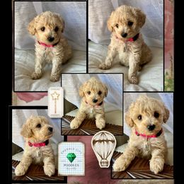 Poodle Puppies from Emerald City Poodles & Doodles