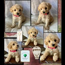 Poodle Puppies from Emerald City Poodles & Doodles