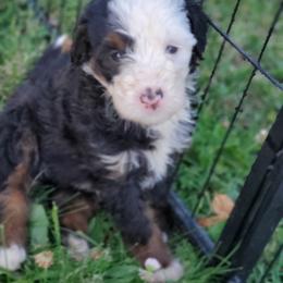 Pomeranian and Sheepadoodle Puppies from Fluffy Wonders Poms and Doodles