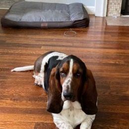 Walter - Basset Hound