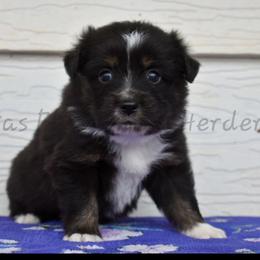 Girl 1 - Black tri female Toy Australian Shepherd puppy in Lubbock, Texas from Texas Bluebonnet Herders