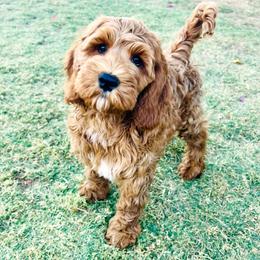 Dahlia - Apricot female Goldendoodle puppy in Scottsdale, Arizona from Cockadoodle Poo Puppies