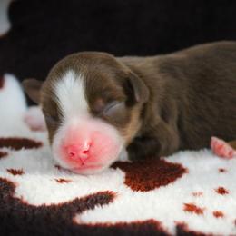 Gabe - Red tri male Miniature Australian Shepherd puppy in Menomonee Falls, Wisconsin from Hunt N Oaks