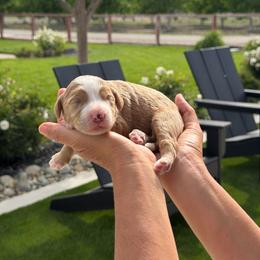 Bonnie - Red female Bernedoodle puppy in Yuba City, California from Ranch House Doodles