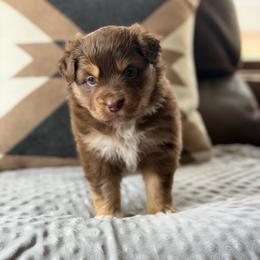Meleys - Red tri female Miniature Australian Shepherd puppy in Cody, Wyoming from Quartz Creek Aussies