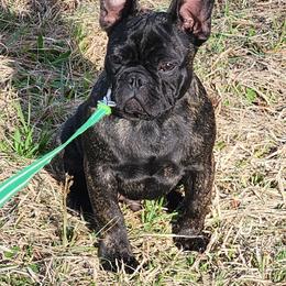 French Bulldog All Grown Up from TRBC Frenchies