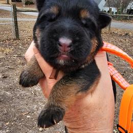 Girl 3 - Black and red female German Shepherd puppy in Roanoke, Alabama from Von Schönen Träumen German Shepherds