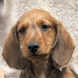 Dachshund Puppies from Passport Dachshunds