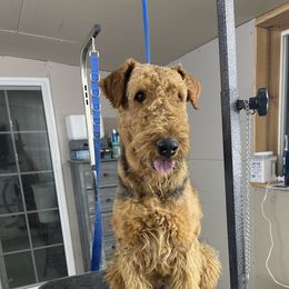 Timber - Airedale Terrier