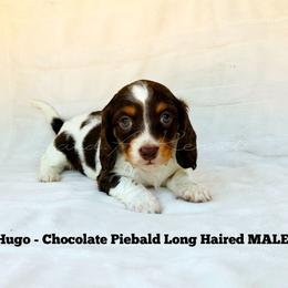 Hugo - Piebald male Dachshund puppy in Quitman, Mississippi from S-and-A Kennels