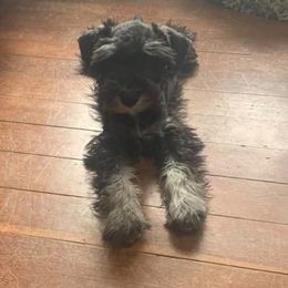 Miniature Schnauzers and Poodles from Shelly’s Pooches