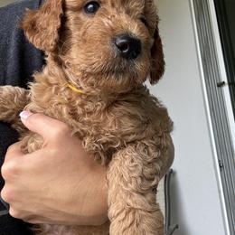 Goldendoodle Puppies from Darling Doodles