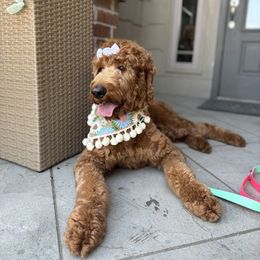 Georgie - Goldendoodle