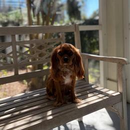 MAGGIE - Cavalier King Charles Spaniel
