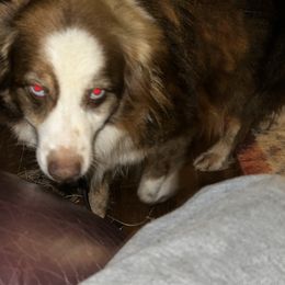 Lucy - Australian Shepherd