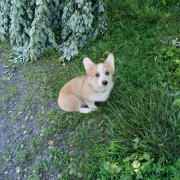 Pembroke Welsh Corgi Puppies from Cedar Springs Corgis