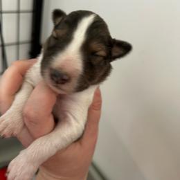 Red - Sable and white male Shetland Sheepdog puppy in Fontanelle, Iowa from Jensen Farms Shelties