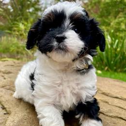 Pumpkin - Tri-color female Cavapoo puppy in Arlington, Washington from Golden Vista Dogs LLC