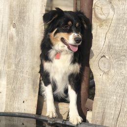 Australian Shepherds from Montana Aussies