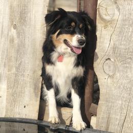 Australian Shepherds from Montana Aussies