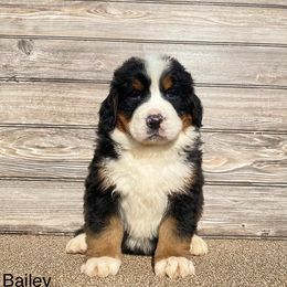 Bailey - Bernese Mountain Dog puppy in New Haven, Indiana from Milan Berners
