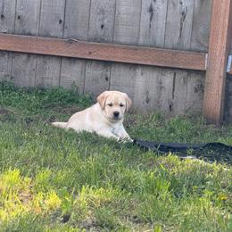 Reese's - Yellow female Labrador Retriever puppy in Eugene, Oregon from LakeHouse Labrador Retriever and West Coast Guardian Cane Corso