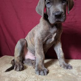 Raven - Brindle male Great Dane puppy in Bay City, Michigan from Monarch Danes