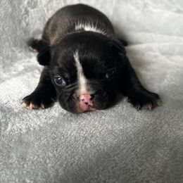 French Bulldog Puppies from De Los Angeles Breeding