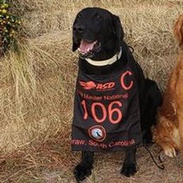 Labrador Retriever All Grown Up from Rockin X