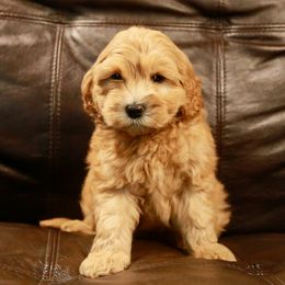 Goldendoodle Puppies from 307 Mini Goldendoodle