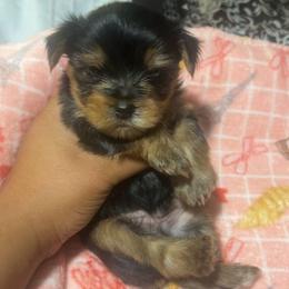 Yorkshire Terrier Puppies from ROYAL PAWS