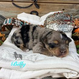 Billy Etbauer - Blue merle male Miniature Australian Shepherd puppy in El Dorado Springs, Missouri from OR Aussies