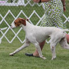 Lagotti Romagnoli and Pointers from RaceCity