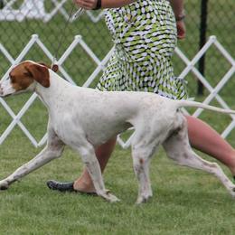Lagotti Romagnoli and Pointers from RaceCity