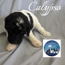 Calypso - Parti female Poodle puppy in Petersburg, Virginia from Epic Quest Standard Poodles
