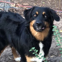 Oscar - Australian Shepherd