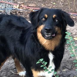 Oscar - Australian Shepherd