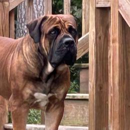 Boerboels from The Melton Farm of Charleston LLC