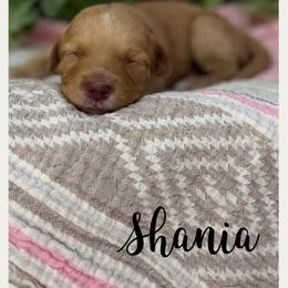 Shania - Caramel female Australian Labradoodle puppy in Gladstone, Oregon from Beaver State Labradoodles