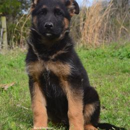 German Shepherd Puppies from Rock Bottom Ranch
