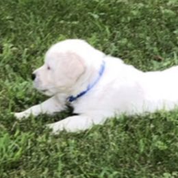 Golden Retriever Puppies from Fox Ridge English Golden Retrievers