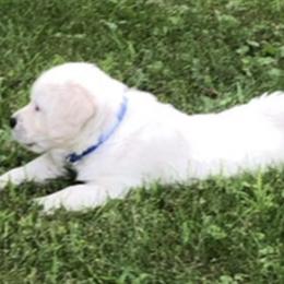Golden Retriever Puppies from Fox Ridge English Golden Retrievers