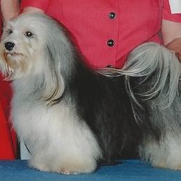 Maplecreek breeder of Havanese, Miniature Schnauzer