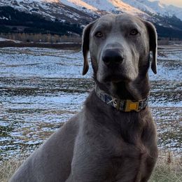 Dilute Retrievers from Ak Fetchin Labs